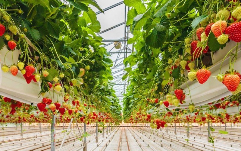 Strawberry Container - Close type Image 1