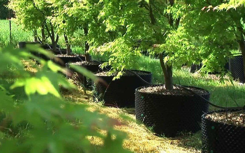 Agriplast Right Pot Plus Image 2