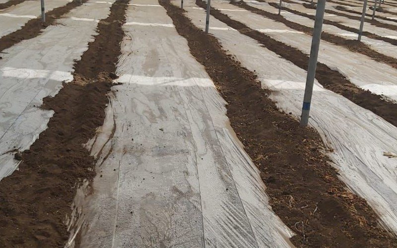 Soil Solarization/Low tunnel Film Image 3