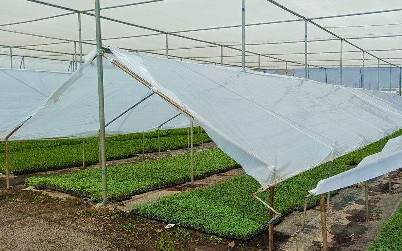 Anti Drip Clear Film for Nursery Image 3