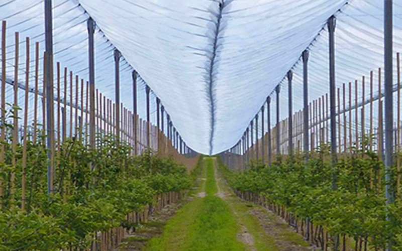 Ginegar Anti Hail Net Leno Image 4