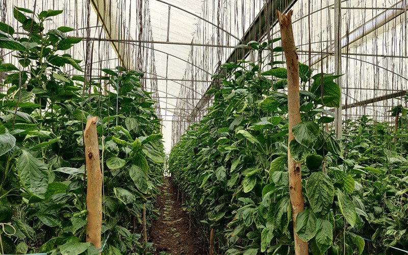 Agriplast Black Trellis Twine Image 1