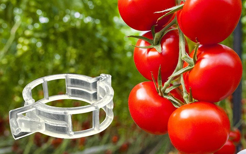 Tomato Clip White 23mm Image 1