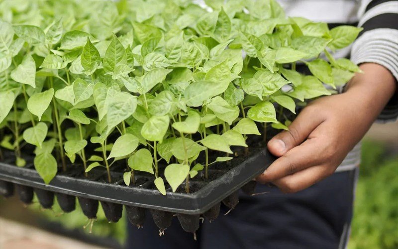 Seedling Tray Image 1