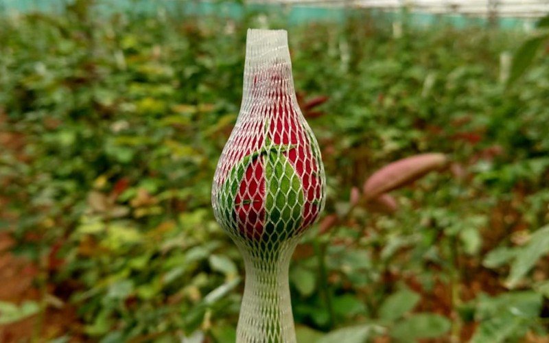 Agriplast Rose Bud Cap Image 1