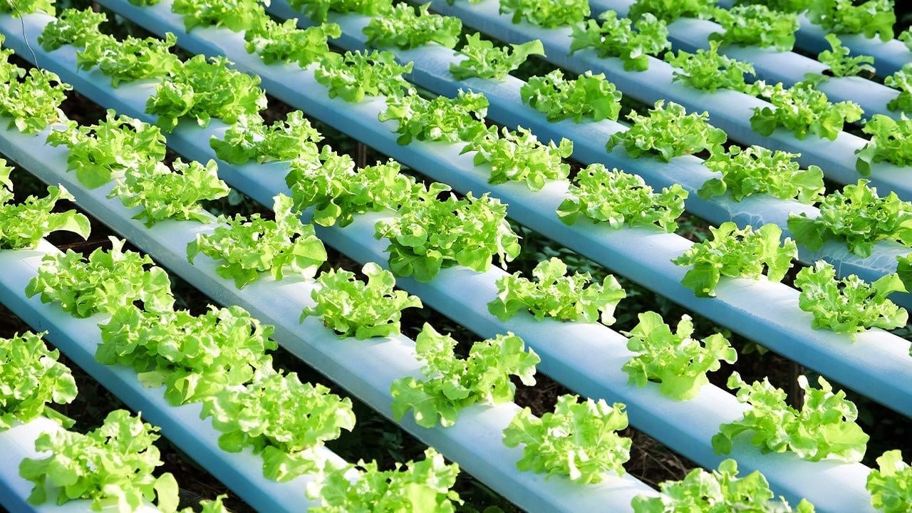 Basics & Advance of Hydroponics Image