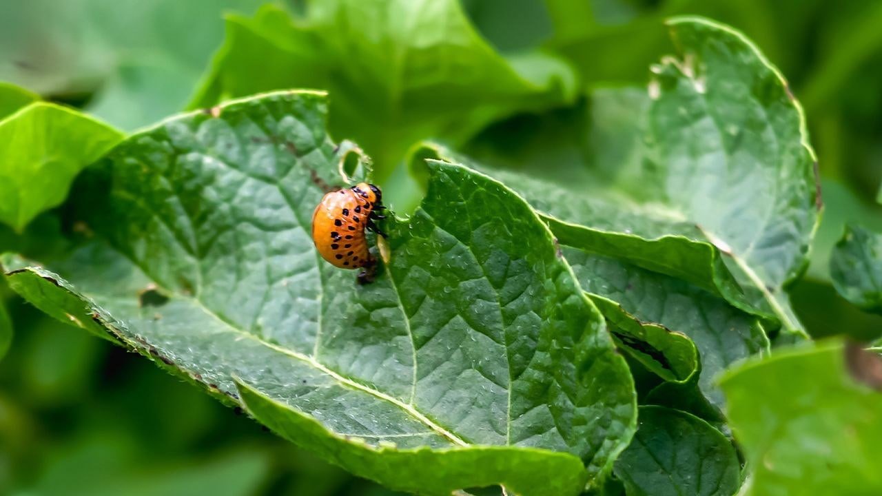 Disease and Pest Management in a Greenhouse Image