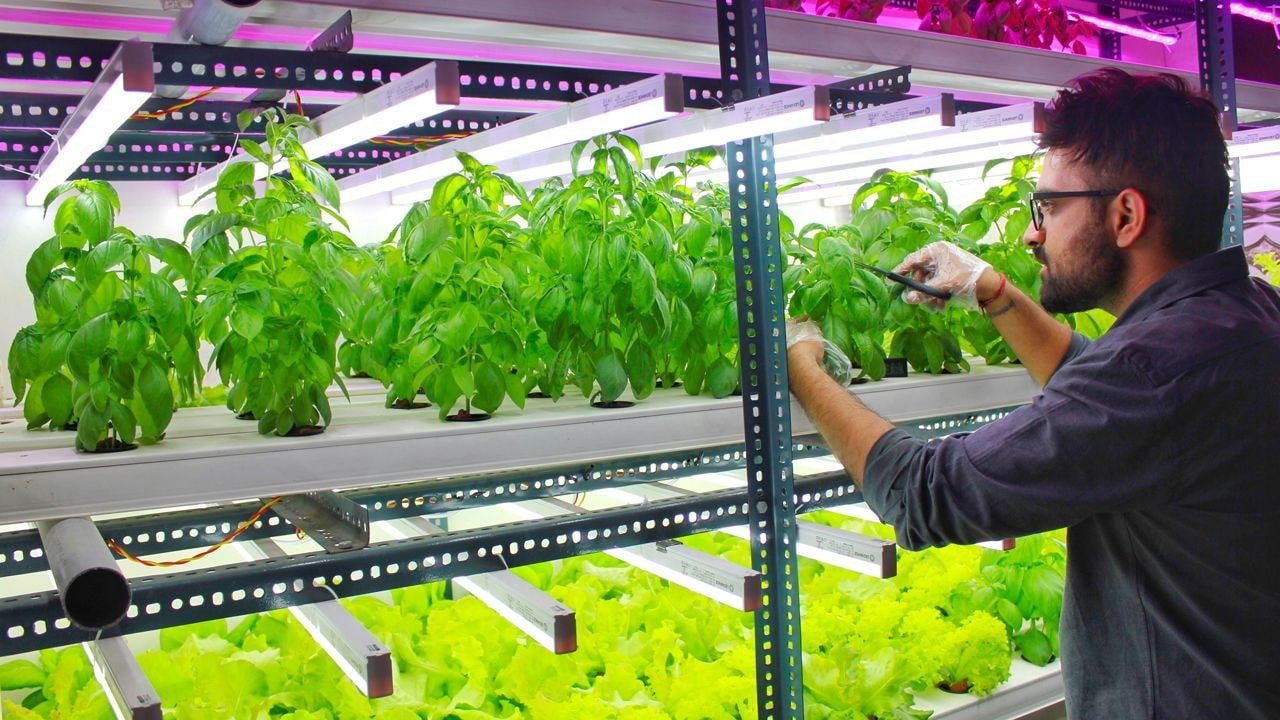 Soilless Growing Masterclass Image