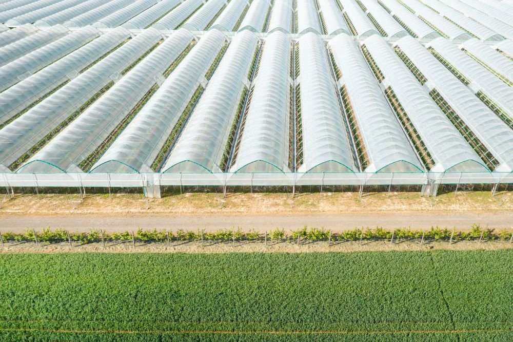 A Comprehensive Guide to Starting Your Polyhouse Farming Journey Image