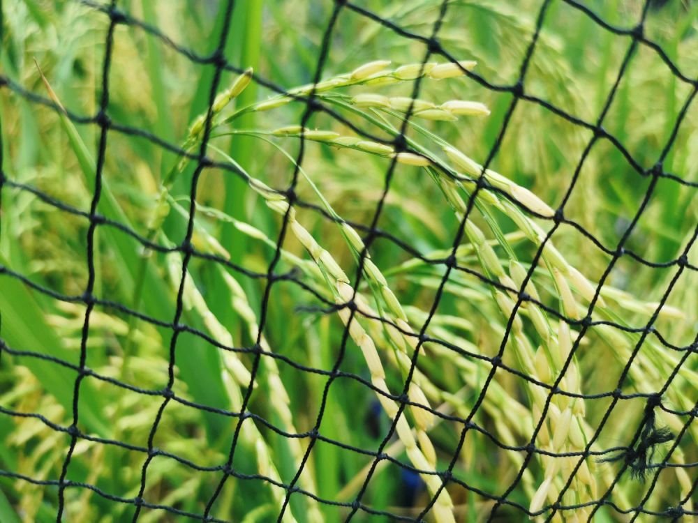 Effective Ways to Use Shade Nets Solutions for Summer Crops Image