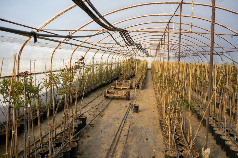 Shade Nets Solutions to Protect Plants from Sun Damage Image