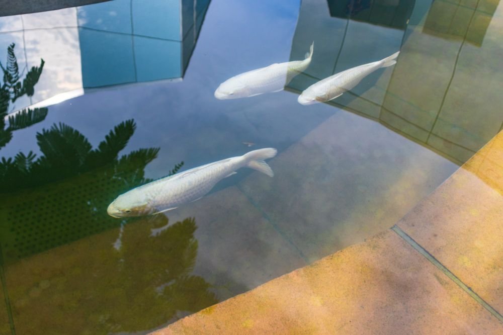 Pond Liner for Water Management: Installation Guide 2026 Image