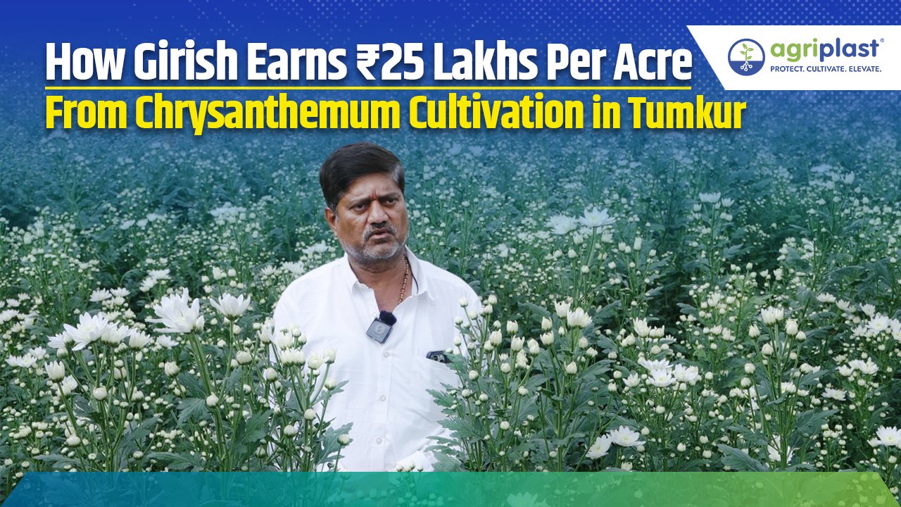 How Girish Earns ₹25 Lakhs Per Acre From Chrysanthemum Cultivation in Tumkur Image