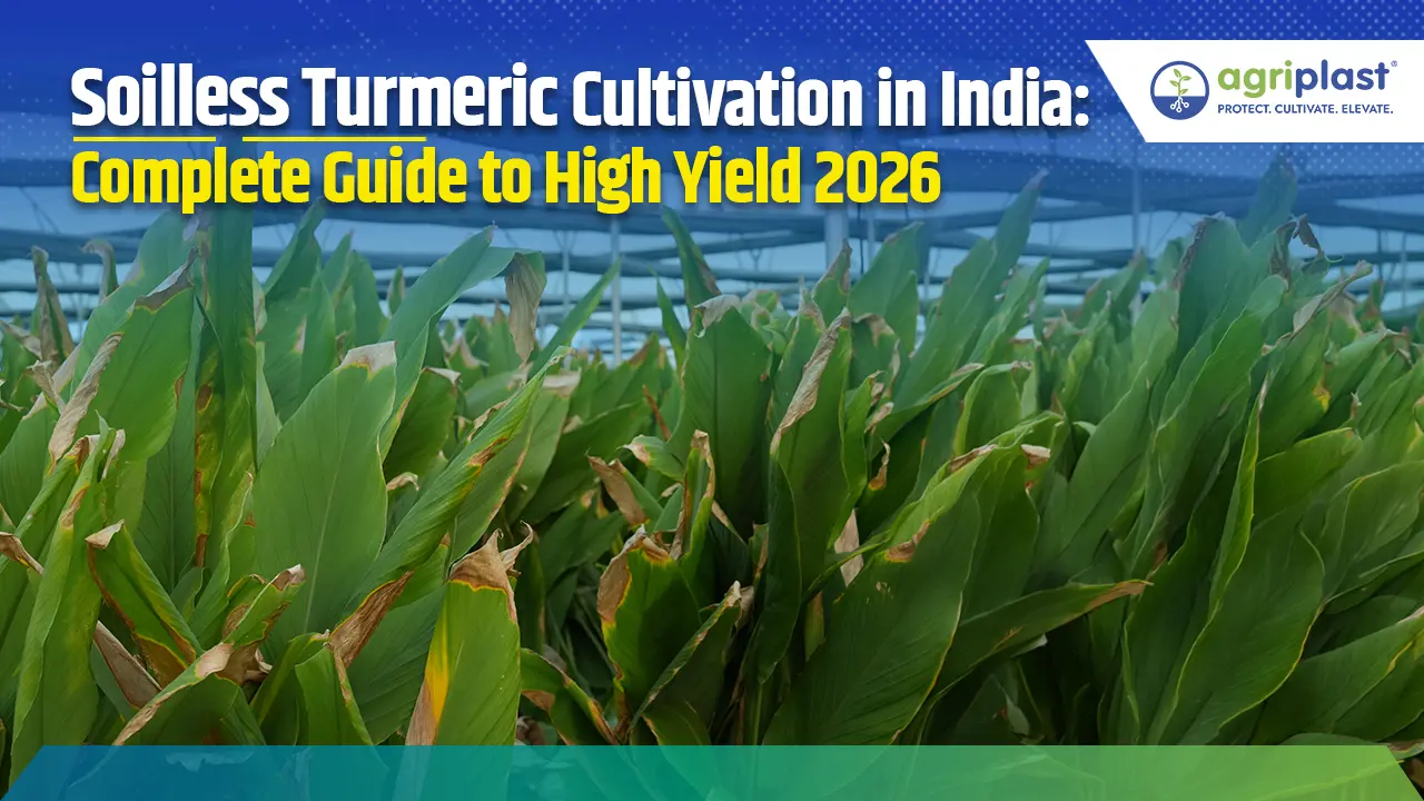 Soilless Turmeric Cultivation in India: Yield, Cost & Profit Guide 2026 image
