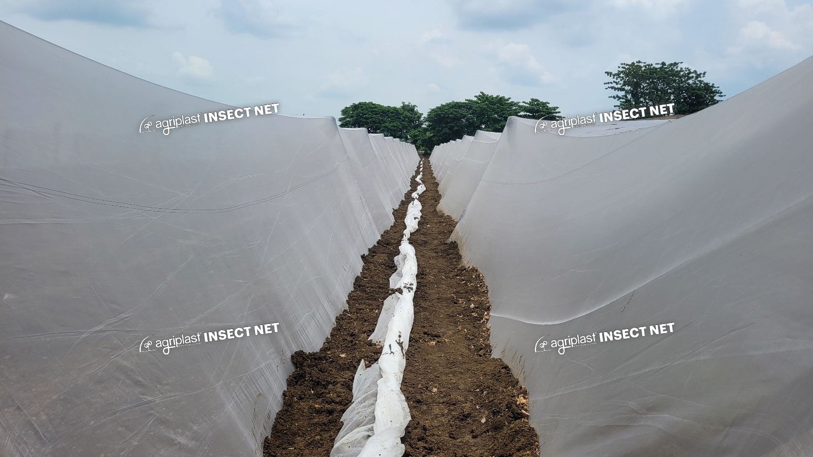 Insect Nets for Crop Protection: Benefits & Best Practices Image