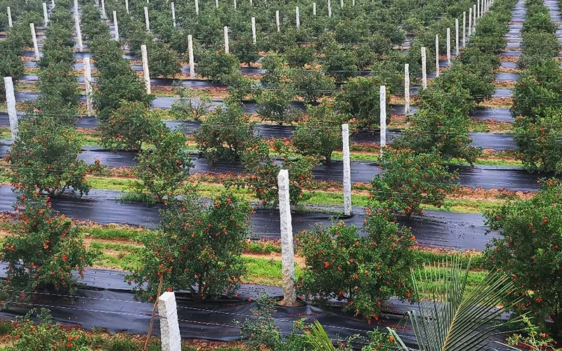 Weed Mat for Agriculture: Uses, ROI & Buying Guide (2026) Image