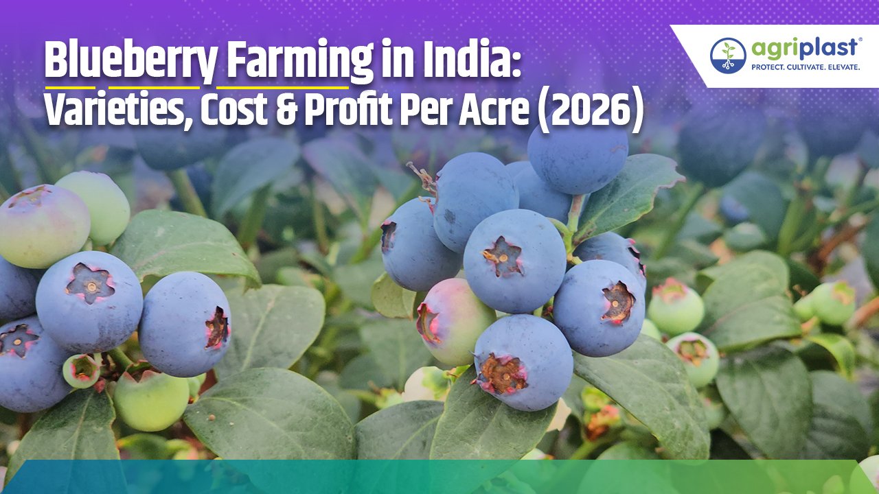 Blueberry Farming in India: Varieties, Cost & Profit Per Acre (2026) Image