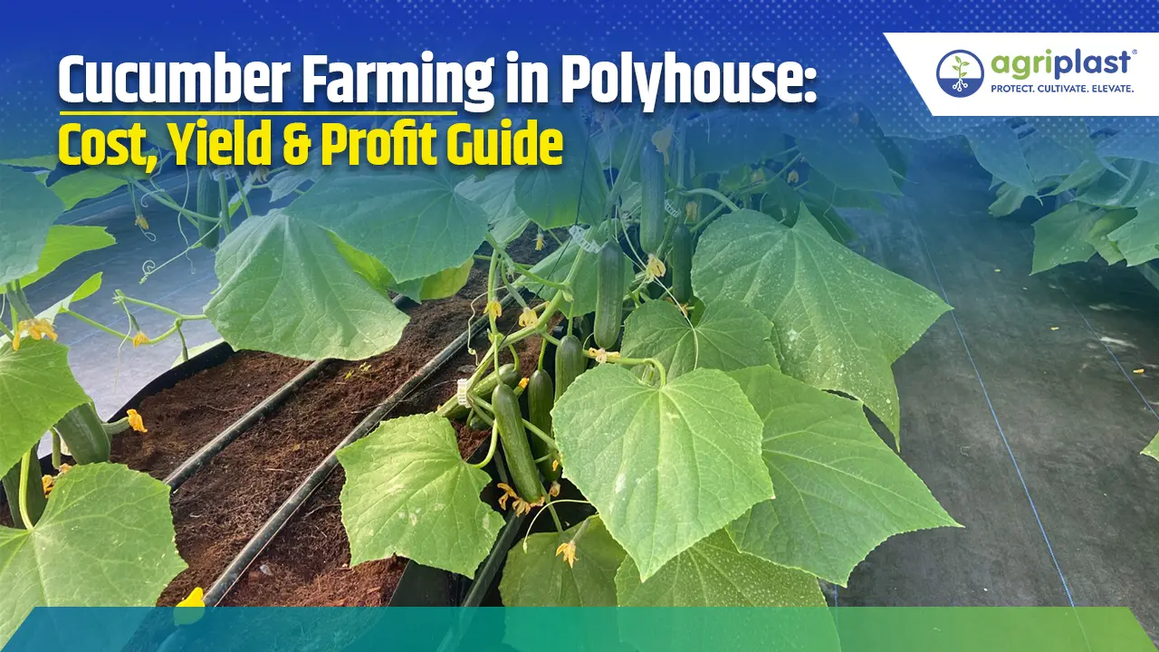 Cucumber Farming in Polyhouse: Cost, Yield & Profit Guide Image
