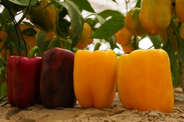 How to Grow Capsicum in Polyhouse: Profitable Farming Guide 2026 Image