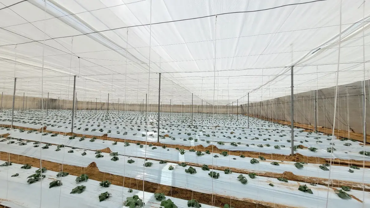 Shade Net Percentage Guide: 35%, 50%, 75%, 90% — Which Is Best for Your Crop? image