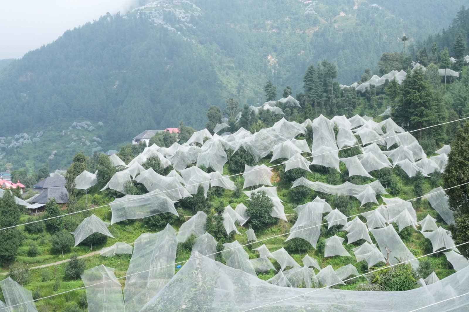 Anti-Hail Net: Protection & Installation Guide 2026 Image