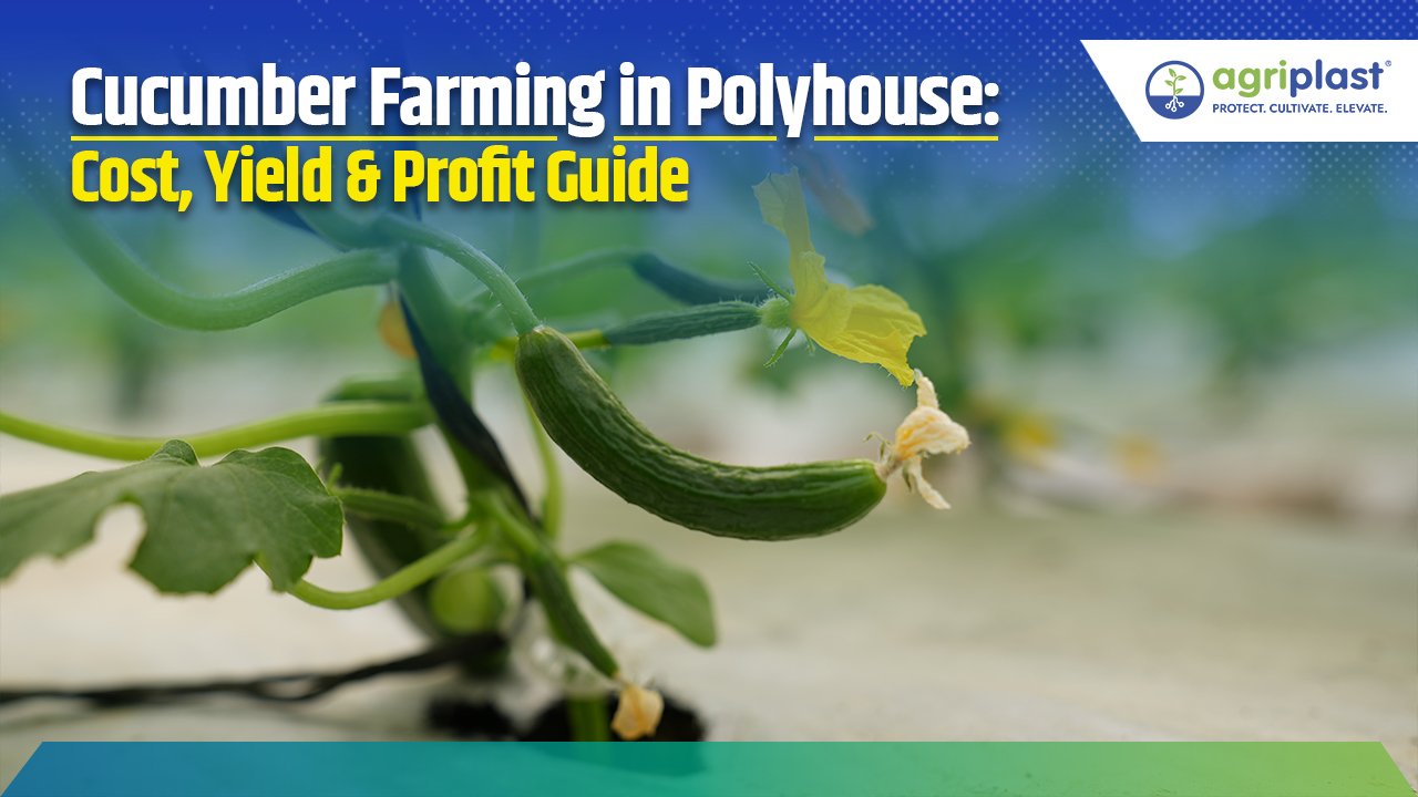 Cucumber Farming in Polyhouse: Cost, Yield & Profit Guide Image