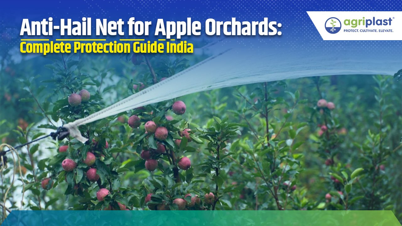 Anti-Hail Net for Apple Orchards: Complete Protection Guide India Image