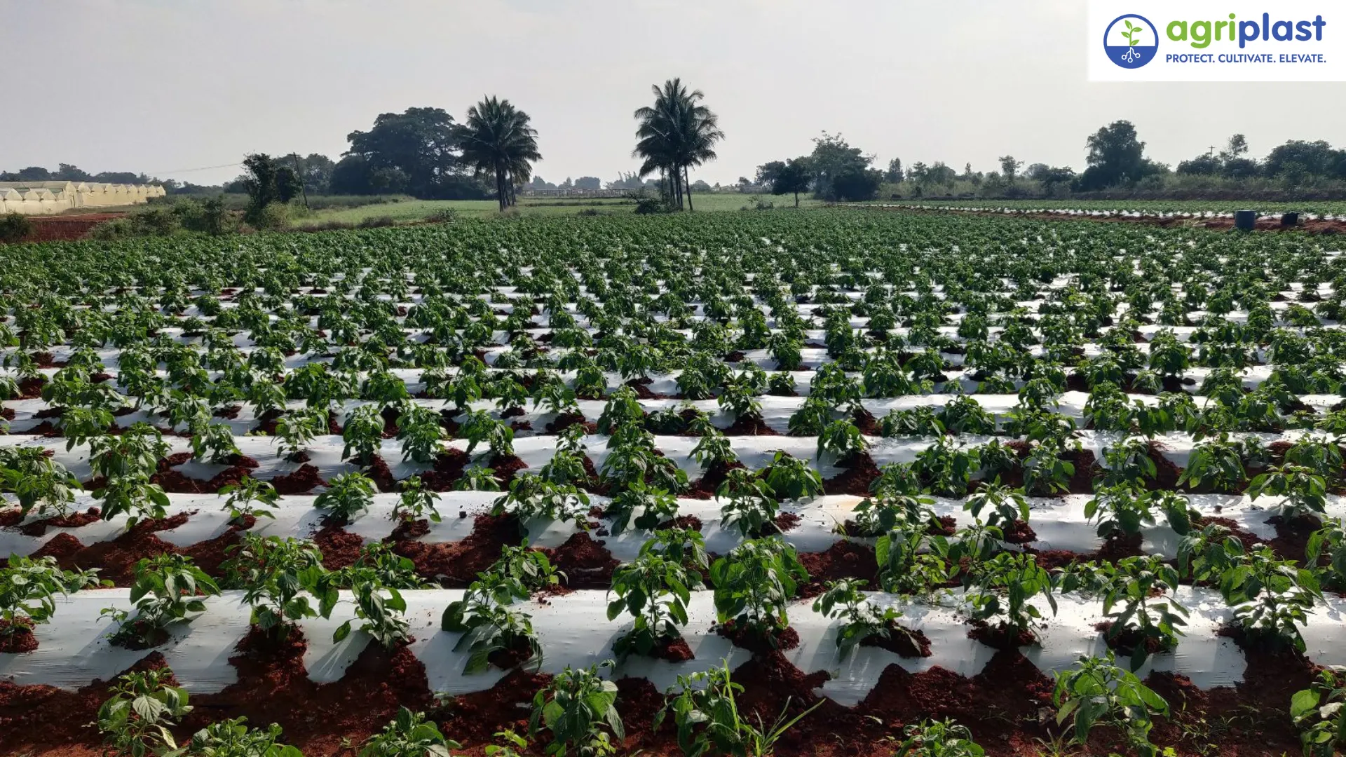 How to Choose the Right Agriculture Mulching Paper Image