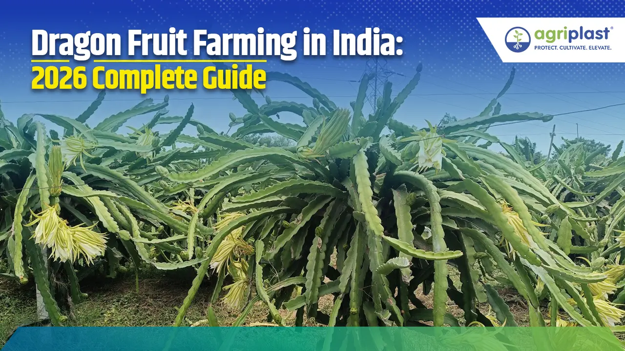 Dragon Fruit Farming in India: 2026 Complete Guide to Cost, Varieties & Profit image