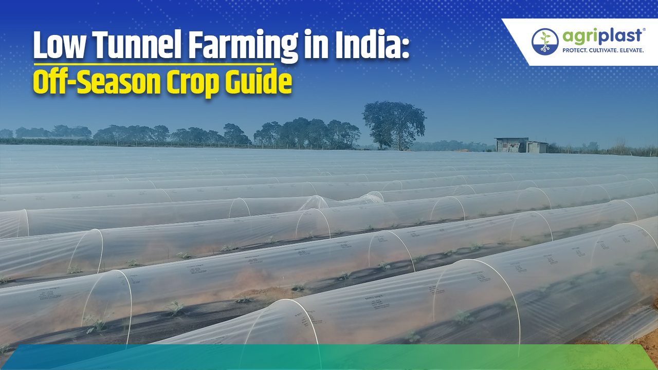 Low Tunnel Farming in India: Off-Season Crop Guide image