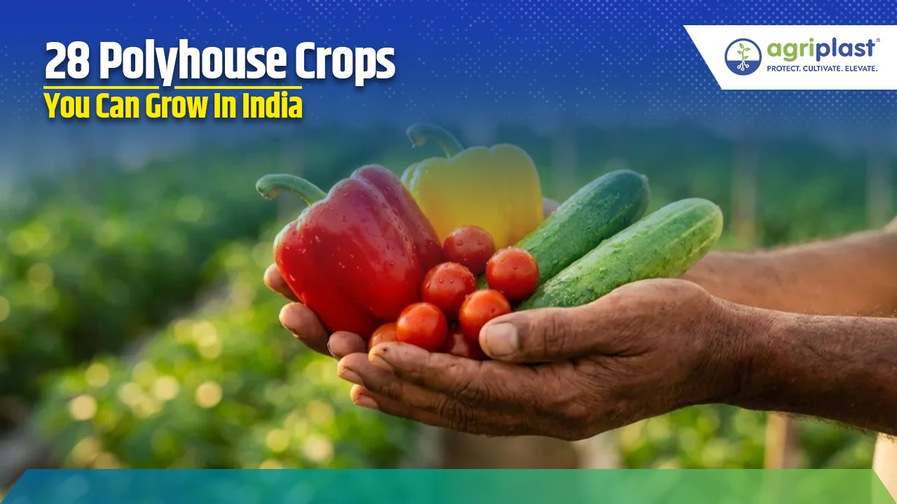 28 Polyhouse Crops You Can Grow In India image