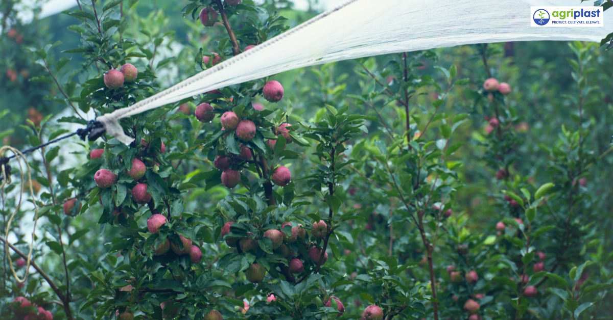 Anti-Hail Net for Apple Orchards: Complete Protection Guide India image