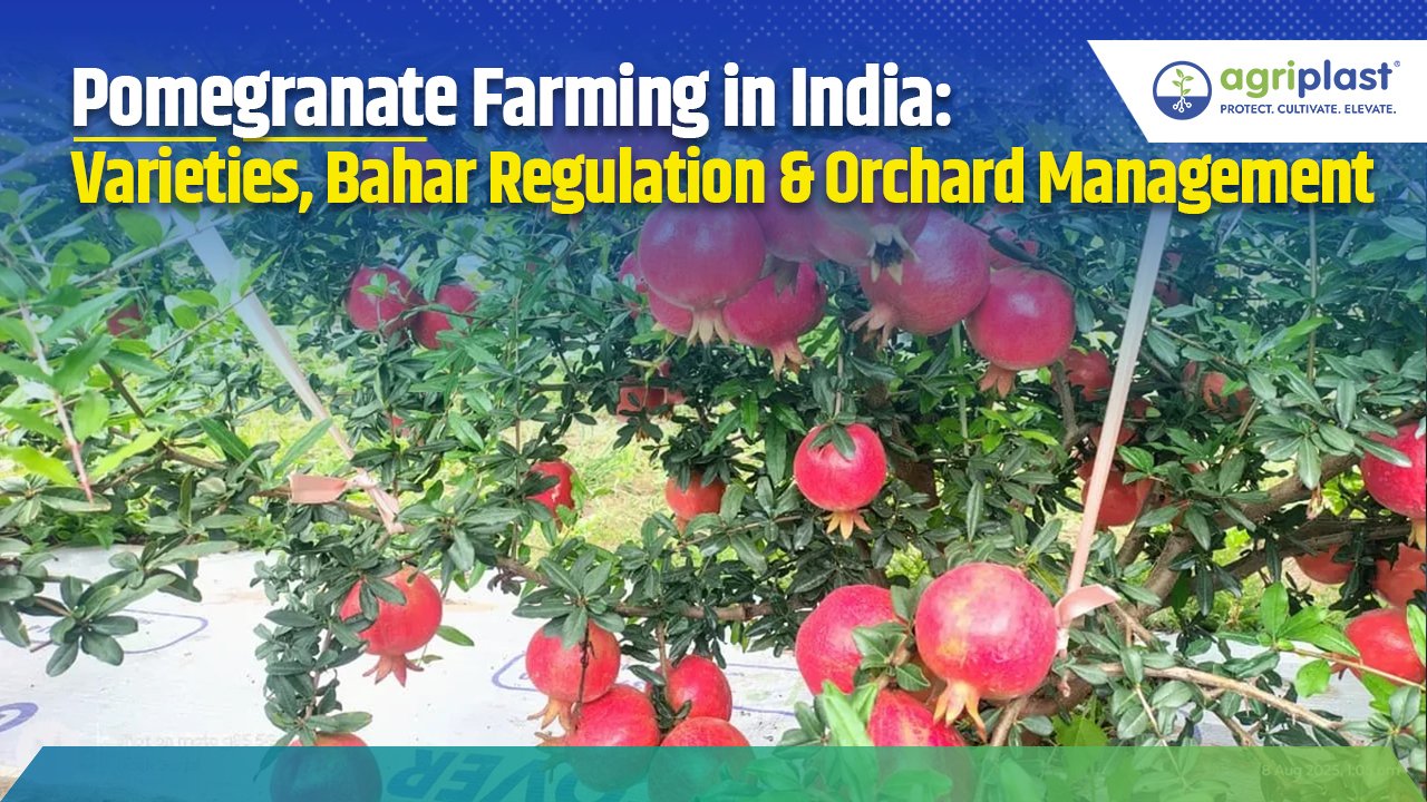 Pomegranate Farming in India: Varieties, Bahar & Profit Guide image