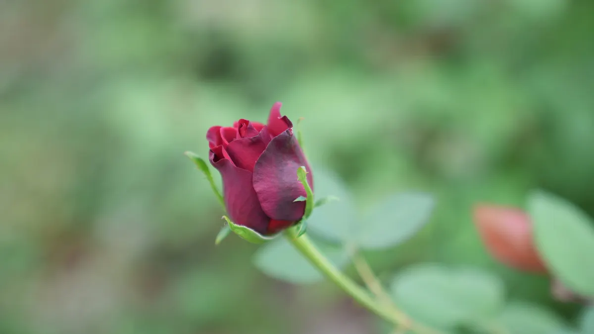 Rose Cultivation in India: Complete Guide to Profitable Rose Farming (2026) image