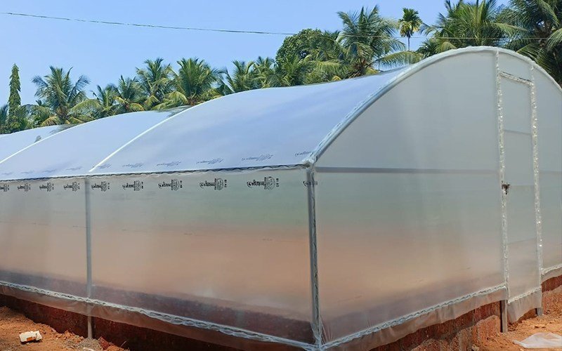 Clear vs Diffused Greenhouse Film: Which One Gives Better Yield? Image