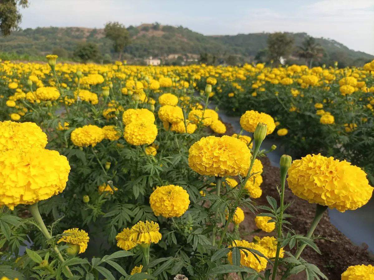 Mulching in Agriculture: Complete Guide to Types, Benefits & Application Techniques image