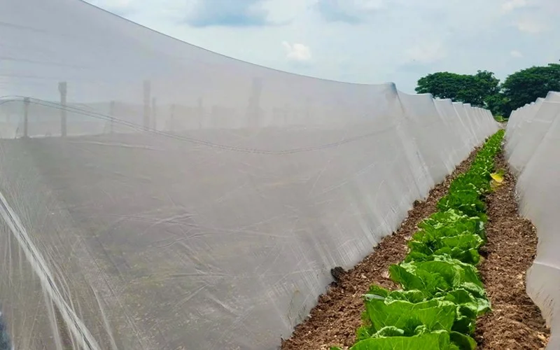 Insect Nets Reduce Pesticides & Improve Food Safety Image