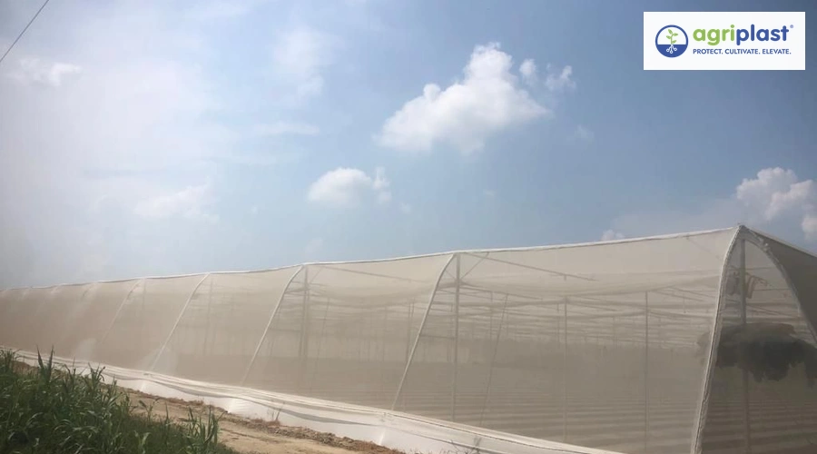 Insect Net for Polyhouse and Open Field Farming: How It Improves Crop Yield image