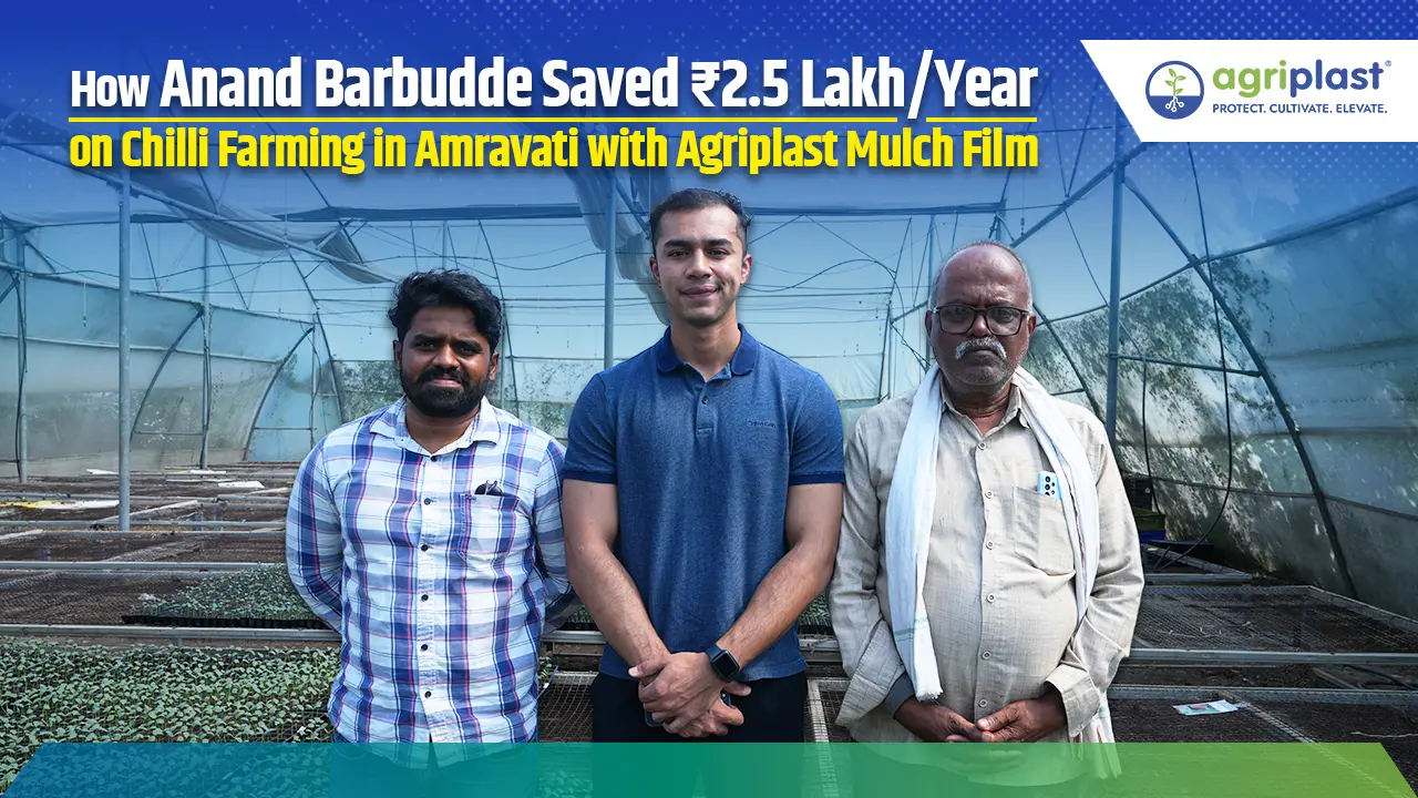 How Mulching Helped Anand Barbudde Save ₹2.5 Lakh/Acre in Chilli Farming image