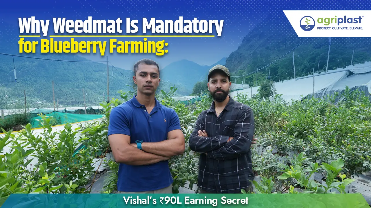 Why Weedmat Is Mandatory for Blueberry Farming: Vishal’s ₹90L Earning Secret Image
