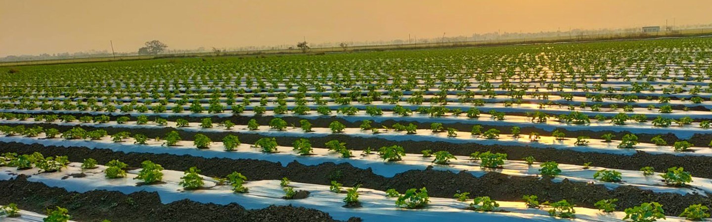 Agriplast Ginegar Hole Mulch