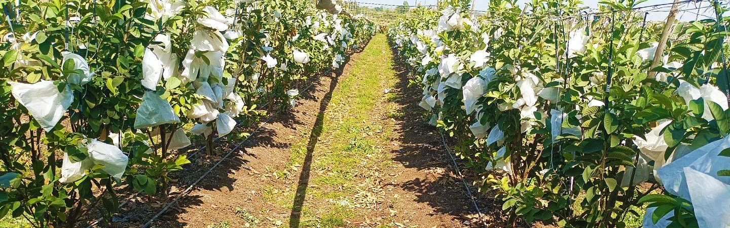 Agriplast Fruit Shield Cover