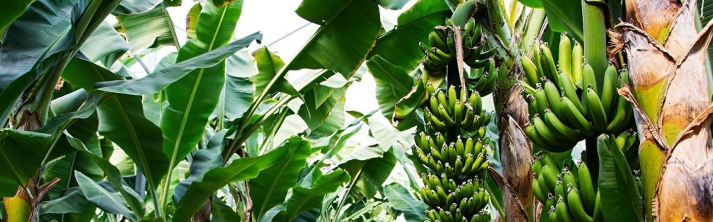 Agriplast Banana Shield Cover