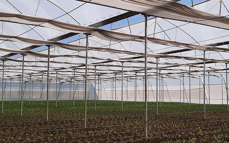 Ginegar Driplock Diffused Image 1