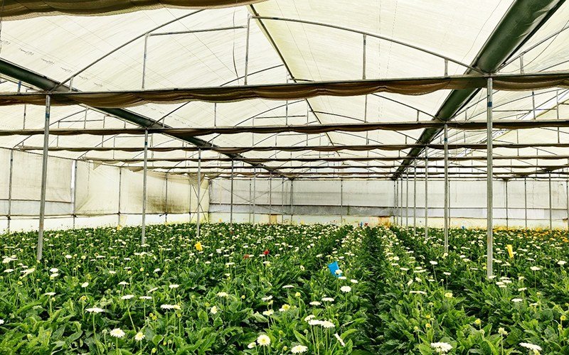 Ginegar Suncover 205N Image 4