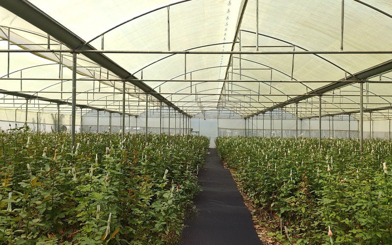 Ginegar Suncover 205N Image 2