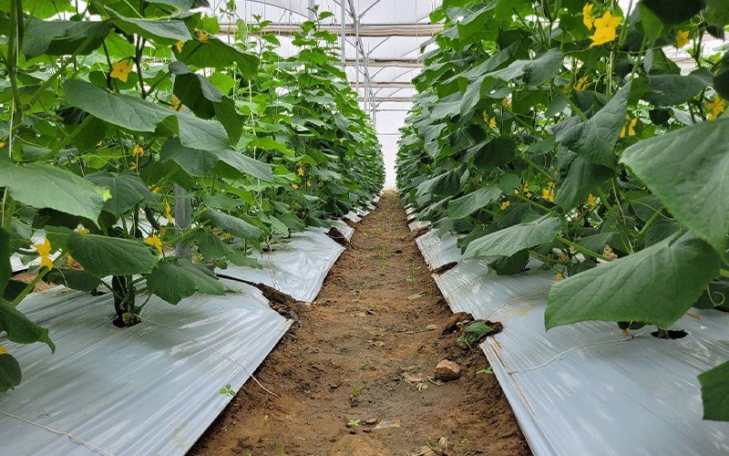 Agriplast Ginegar Hole Mulch Image 3