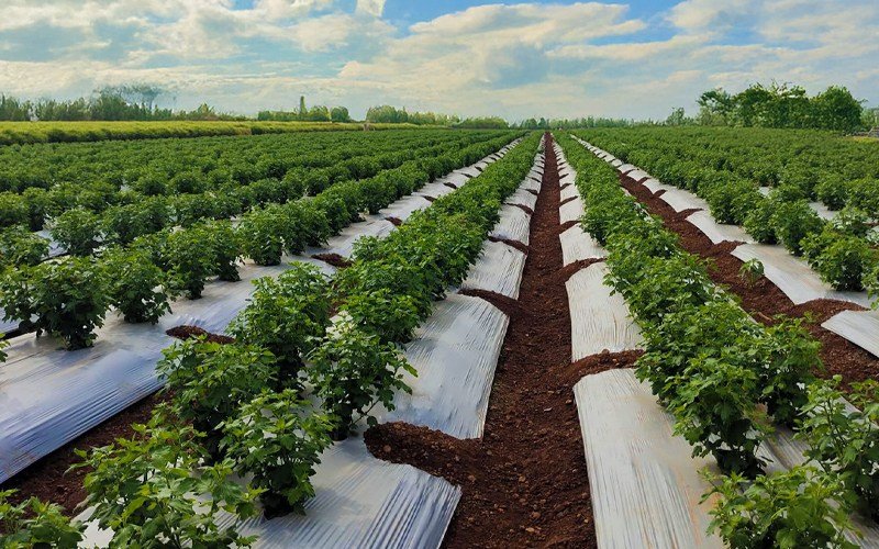 Agriplast Ginegar Hole Mulch Image 4