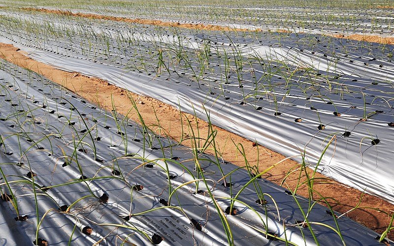 Agriplast Ginegar Onion/Garlic Mulch Image 3