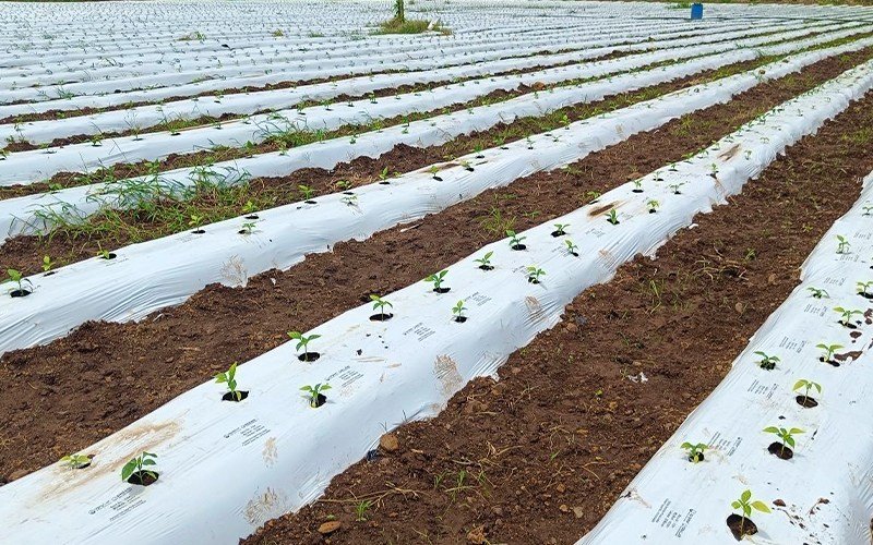 Agriplast Ginegar Mulch Image 4